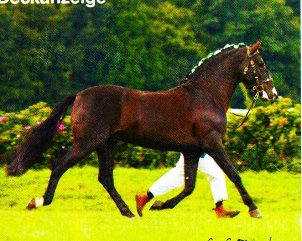 Deckhengst Milenio V (Pura Raza Espanola (PRE), 2000, von Letargo)