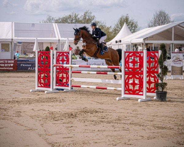 jumper Diddy Wonderland (Westphalian, 2014, from Diamond Magic)