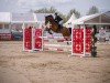 Springpferd Diddy Wonderland (Westfale, 2014, von Diamond Magic)