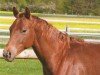 jumper Haidaman (Quarter Horse, 2007, from Haidas Little Pep)