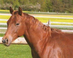 Springpferd Haidaman (Quarter Horse, 2007, von Haidas Little Pep)