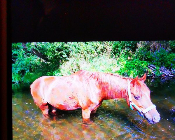 Dressurpferd Pegasus (Welsh Pony (Sek.B), 2004, von Hondsrug Don Gregory)