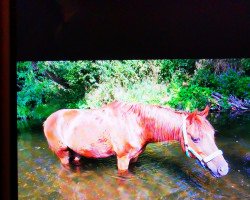 dressage horse Pegasus (Welsh-Pony (Section B), 2004, from Hondsrug Don Gregory)