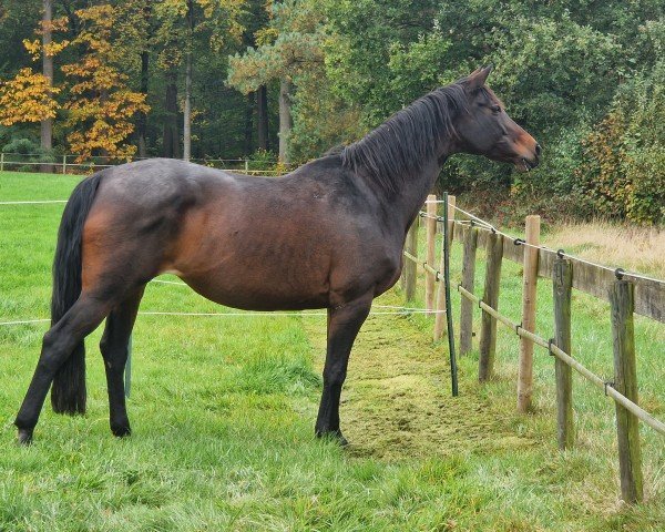 horse Elina (Trakehner, 2007, from Kasparow)