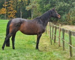 horse Elina (Trakehner, 2007, from Kasparow)