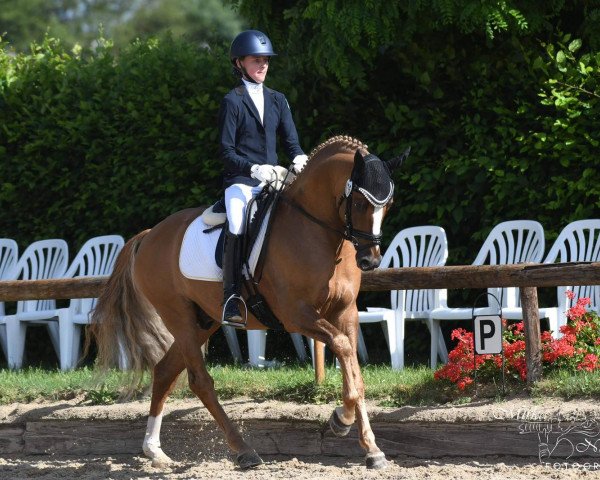 dressage horse FS Don Juan de Luxe (German Riding Pony, 2016, from FS Don't Worry)