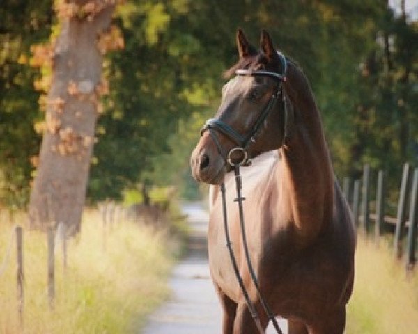 dressage horse Redford 65 (Oldenburg, 2009, from Rock Forever NRW)