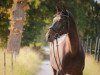 dressage horse Redford 65 (Oldenburg, 2009, from Rock Forever NRW)