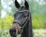 dressage horse Hüttenzauber V (Hanoverian, 2011, from Hofmarschall V)