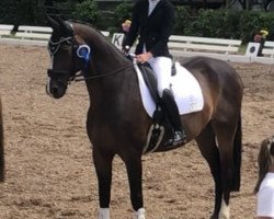 dressage horse Royal Sid 3 (KWPN (Royal Dutch Sporthorse), 2005, from Radisson)