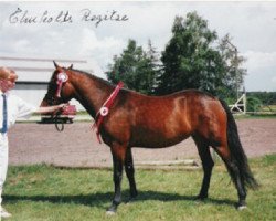 broodmare Elmholts Regitze (New Forest Pony, 1994, from Palle)