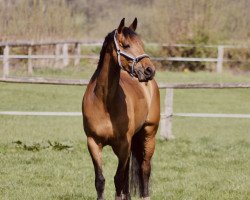 broodmare Spirit of Summersbee (Holsteiner, 2010, from Singulord Joter)