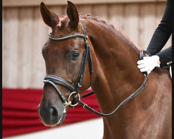 dressage horse Rubin Kiss (German Sport Horse, 2020, from Rubin Royal OLD)