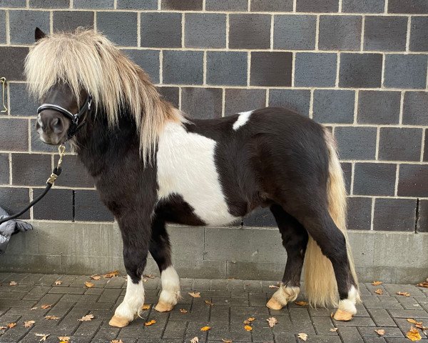 Pferd Gothen's Kayman (Dt.Part-bred Shetland Pony, 2019, von Komet vom Kellerberg)