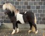 stallion Gothen's Kayman (Dt.Part-bred Shetland pony, 2019, from Komet vom Kellerberg)