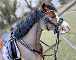 dressage horse Tymorlais Tom Jones (Welsh mountain pony (SEK.A), 2020)