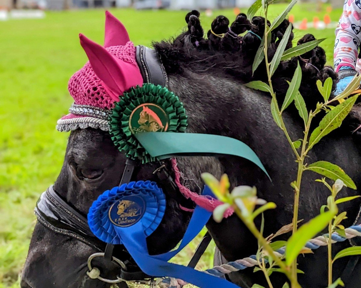 dressage horse Eddie (Shetland Pony, 2000)