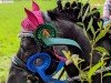 dressage horse Eddie (Shetland Pony, 2000)