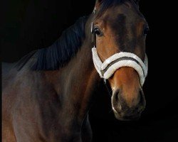 Springpferd Oka‘s Bailey (Trakehner, 2022, von United Affair)