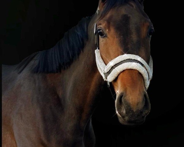 jumper Oka‘s Bailey (Trakehner, 2022, from United Affair)