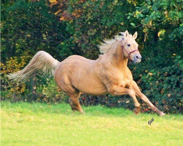 Deckhengst Brooks Peppy OLena (Quarter Horse, 1991, von Doc O Brook)