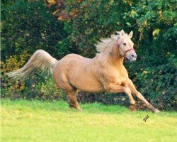 stallion Brooks Peppy OLena (Quarter Horse, 1991, from Doc O Brook)