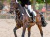 jumper Bonne Mio (Holsteiner, 2002, from Barnaul xx)