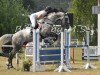 Springpferd Lennox 308 (Mecklenburger, 2007, von Lasirko)