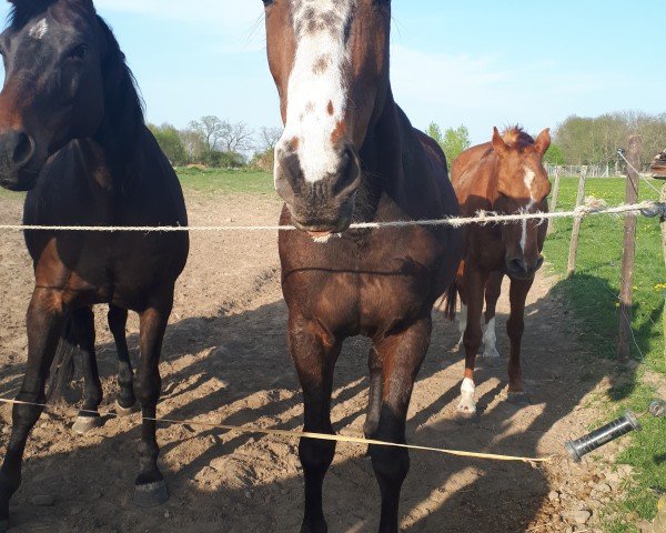 Springpferd Claire de Lune 38 (Mecklenburger, 2014, von Cristofin)