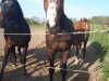 jumper Claire de Lune 38 (Mecklenburg, 2014, from Cristofin)