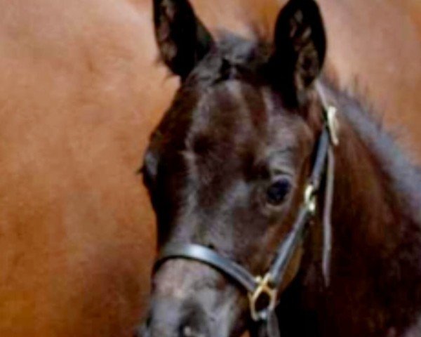 Dressurpferd Preussenliebe (Trakehner, 2024, von Kenneth)