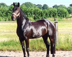 dressage horse Escada 299 (Hanoverian, 2013, from Earl)