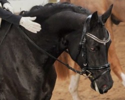 broodmare Bella Rose 23 (German Riding Pony, 2018, from Reitland's Du oder Keiner)