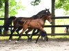 jumper Stute von Balou du Rouet / Lasino (Holsteiner, 2021, from Balou du Rouet)