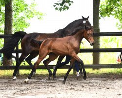 Springpferd Stute von Balou du Rouet / Lasino (Holsteiner, 2021, von Balou du Rouet)