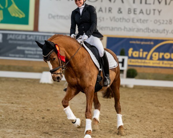Dressurpferd Doppelpunkt 3 (Deutsches Reitpony, 2020, von Dallmayr K)