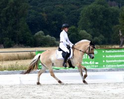 dressage horse Mia 177 (Fjord Horse, 2014, from Valon)