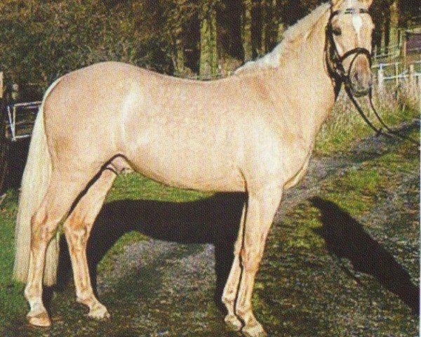 Deckhengst Edelmann's Golden Gate (Deutsches Reitpony, 2001, von FS Golden Highlight)