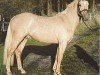 stallion Edelmann's Golden Gate (German Riding Pony, 2001, from FS Golden Highlight)