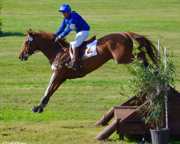 Springpferd Altier d'Aurois (Selle Français, 2010, von Sisley de La Tour Vidal)