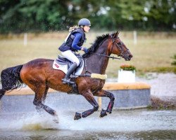 horse Alpaga d'Arville (Belgium Sporthorse, 2006, from Wunder Boy van de Zuuthoeve)