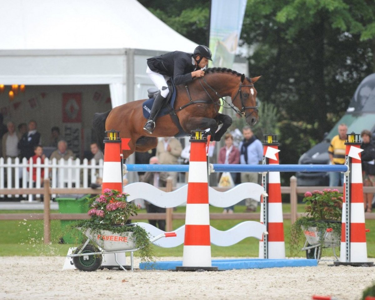 stallion Wunder Boy van de Zuuthoeve (Belgian Warmblood, 1999, from Argentinus)