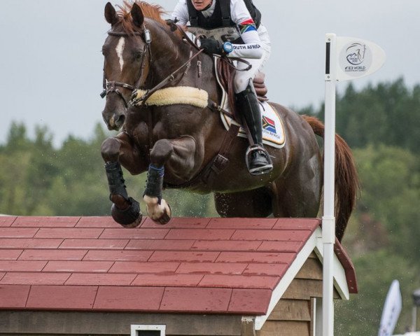 horse Valtho des Peupliers (Selle Français, 2009, from Tinka's Boy)