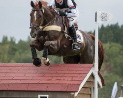 horse Valtho des Peupliers (Selle Français, 2009, from Tinka's Boy)