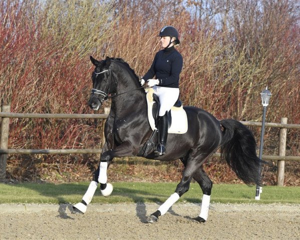 stallion Freestyle (Oldenburg, 2011, from Fürstenball)