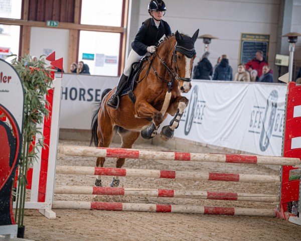 jumper Amadeus 953 (German Sport Horse, 2010, from Askano)