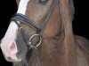 dressage horse Brando L (Oldenburg, 2016, from Belissario)