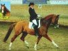 Dressurpferd Casino Royal 2 (Trakehner, 2002, von Charly Chaplin)