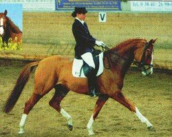 dressage horse Casino Royal 2 (Trakehner, 2002, from Charly Chaplin)