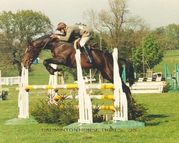 stallion Rock King (British Sport Horse, 1990, from Just a Monarch xx)